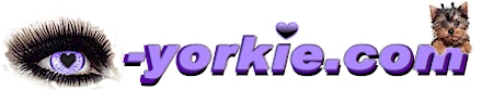 Yorkie – Everything to do with Yorkies