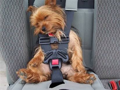 yorkie sleeping in my bed