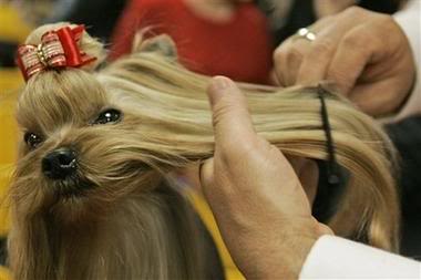 Yorkie Haircuts