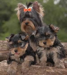 how to pick the right yorkie