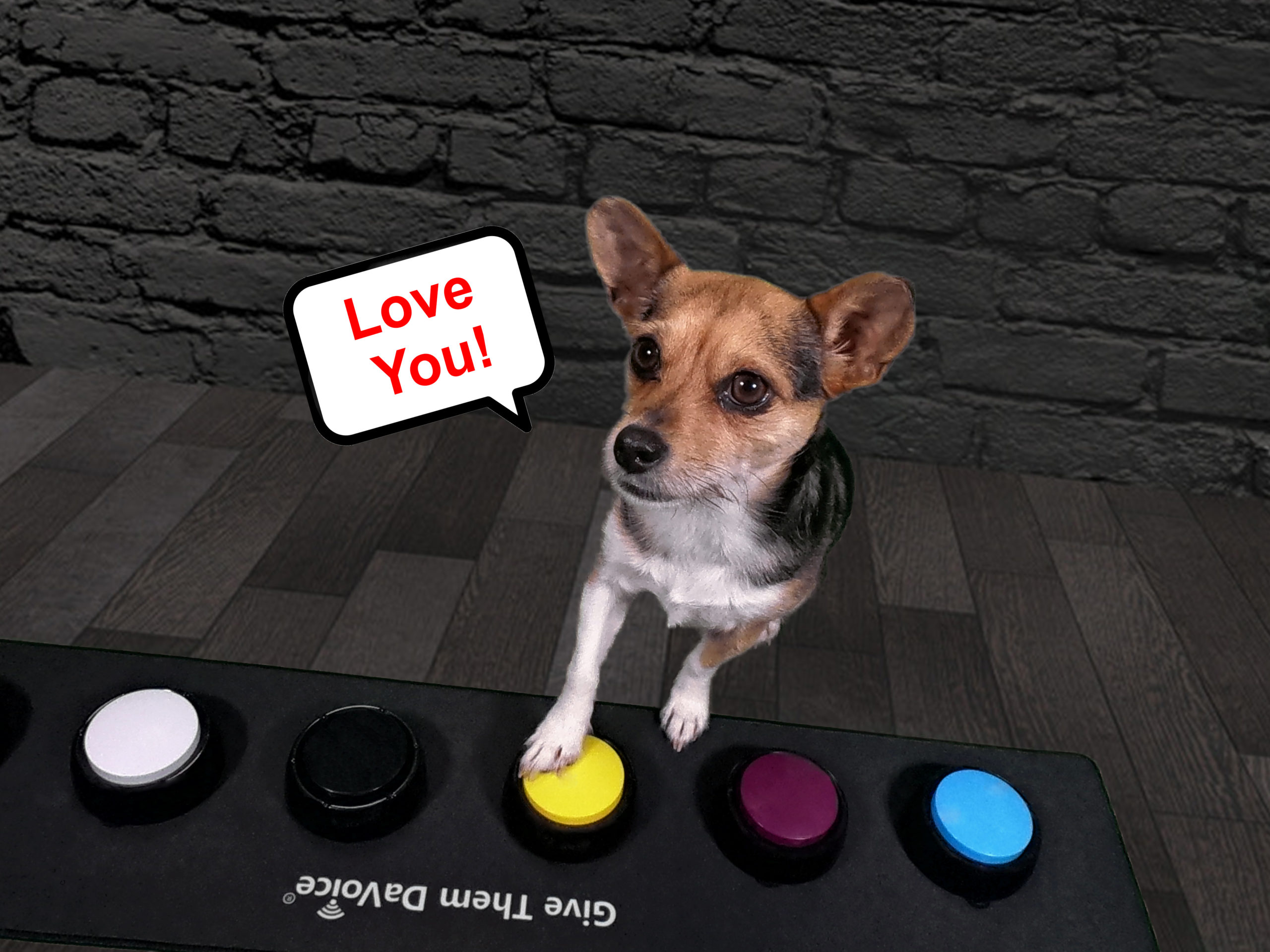 dog buttons for communication